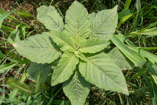 Obraz na płótnie Amaranthus retroflexus Pigweed w salonie