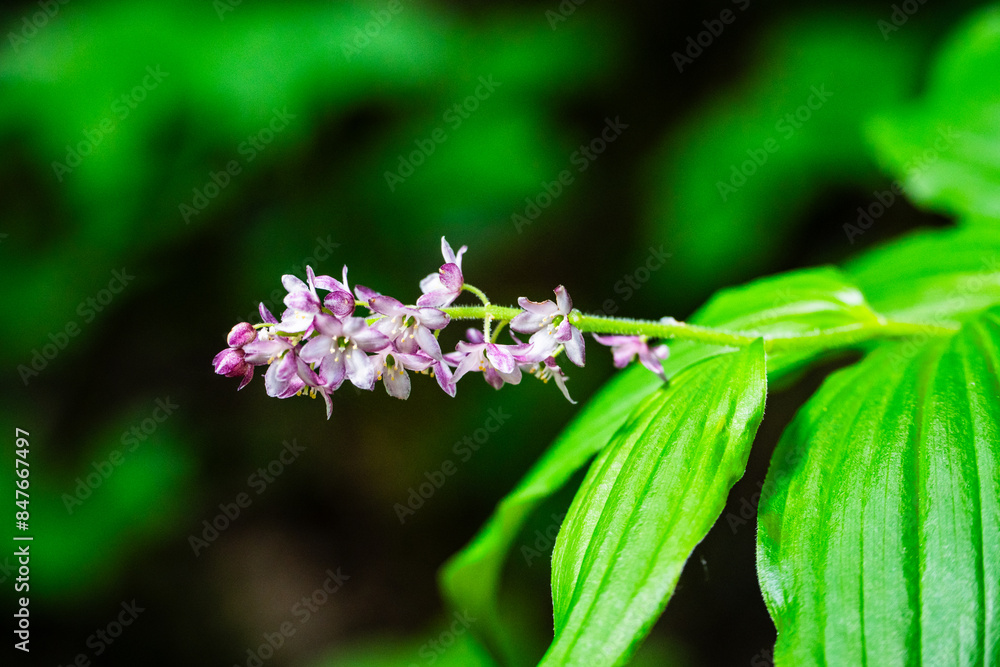 pollia macrophylla, flower Hohler Lerchensporn at valley of flowers pollia macrophylla, flower Hohler Lerchensporn at valley of flowers