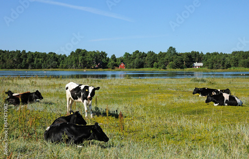 countryside in Kovik photo