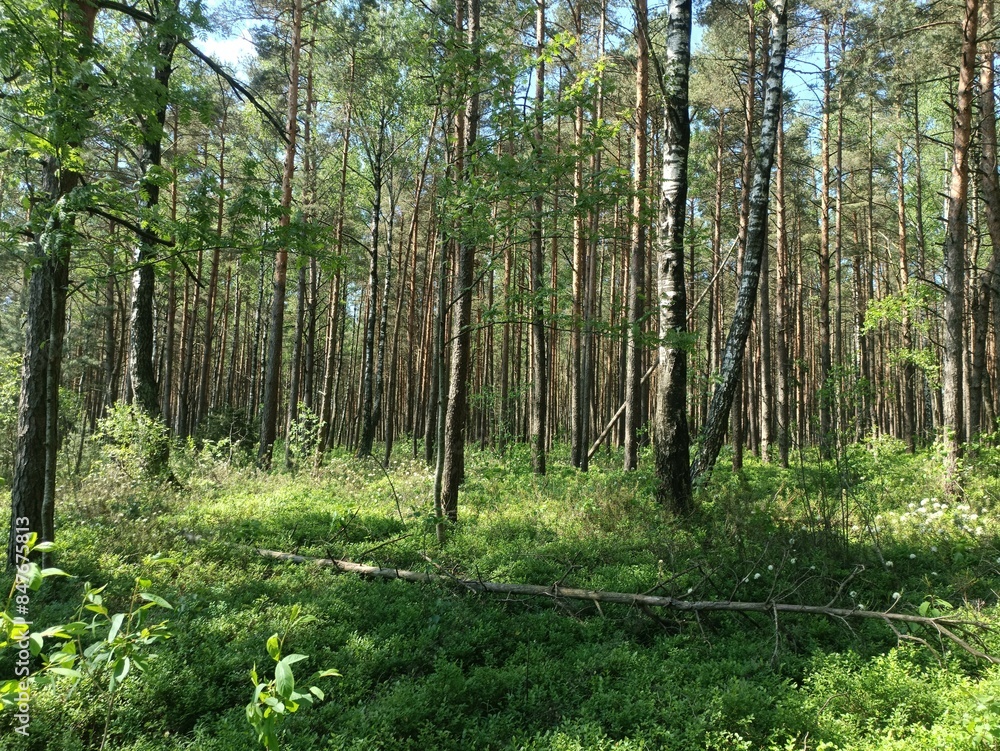 Rekyva forest during sunny summer day. Pine and birch tree woodland. Blueberry bushes are growing in woods. Sunny day with white and gray clouds in sky. Summer season. Nature. Rekyvos miskas. Rekyva forest during sunny summer day. Pine and birch tree woodland. Blueberry bushes are growing in woods. Sunny day with white and gray clouds in sky. Summer season. Nature. Rekyvos miskas.