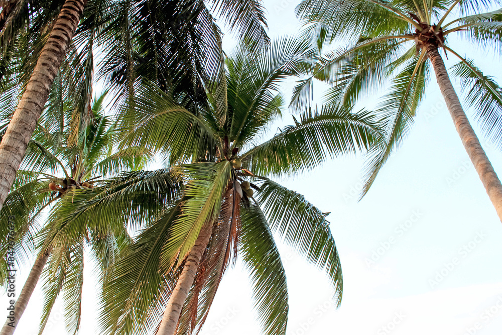 Fototapeta premium Tropical palm trees against a blue sky create a relaxing atmosphere, ideal for a serene vacation