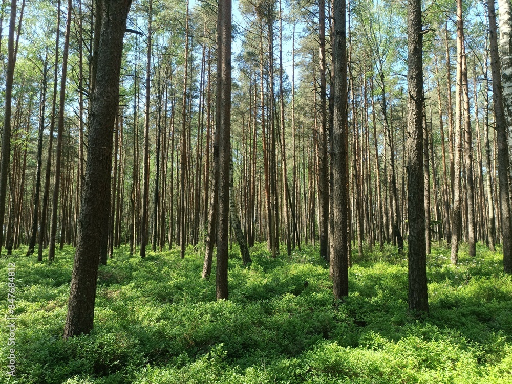 Rekyva forest during sunny summer day. Pine and birch tree woodland. Blueberry bushes are growing in woods. Sunny day with white and gray clouds in sky. Summer season. Nature. Rekyvos miskas. Rekyva forest during sunny summer day. Pine and birch tree woodland. Blueberry bushes are growing in woods. Sunny day with white and gray clouds in sky. Summer season. Nature. Rekyvos miskas.