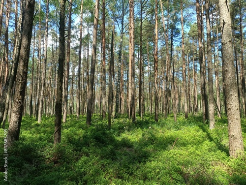 Rekyva forest during sunny summer day. Pine and birch tree woodland. Blueberry bushes are growing in woods. Sunny day with white and gray clouds in sky. Summer season. Nature. Rekyvos miskas.