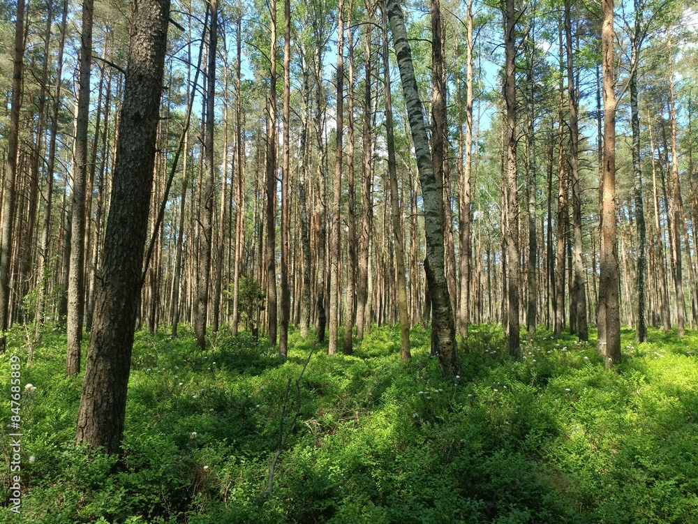 Rekyva forest during sunny summer day. Pine and birch tree woodland. Blueberry bushes are growing in woods. Sunny day with white and gray clouds in sky. Summer season. Nature. Rekyvos miskas. Rekyva forest during sunny summer day. Pine and birch tree woodland. Blueberry bushes are growing in woods. Sunny day with white and gray clouds in sky. Summer season. Nature. Rekyvos miskas.