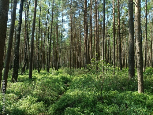 Rekyva forest during sunny summer day. Pine and birch tree woodland. Blueberry bushes are growing in woods. Sunny day with white and gray clouds in sky. Summer season. Nature. Rekyvos miskas.