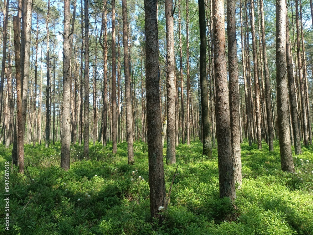 Rekyva forest during sunny summer day. Pine and birch tree woodland. Blueberry bushes are growing in woods. Sunny day with white and gray clouds in sky. Summer season. Nature. Rekyvos miskas. Rekyva forest during sunny summer day. Pine and birch tree woodland. Blueberry bushes are growing in woods. Sunny day with white and gray clouds in sky. Summer season. Nature. Rekyvos miskas.
