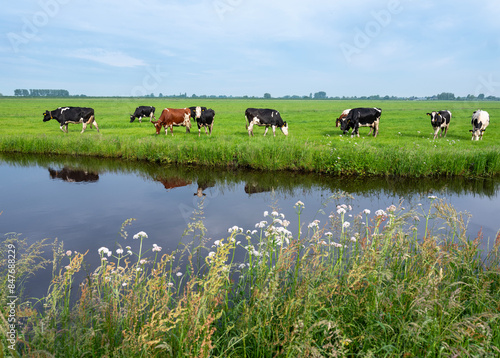 spotted black and white cows in green grassy dutch meadow near canal © ahavelaar
