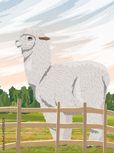 Alpaca Lama pacos on the farm behind the fence. Vector vertical landscape