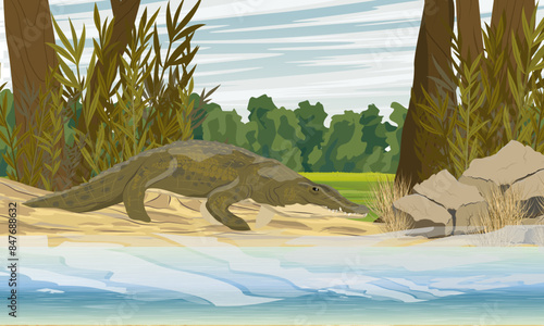 Nile crocodile walks along the lake shore. Realistic vector landscape