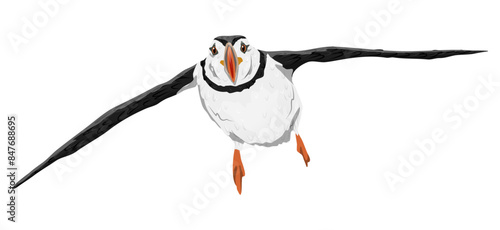 Atlantic Puffin is flying. Fratercula arctica. Realistic vector bird