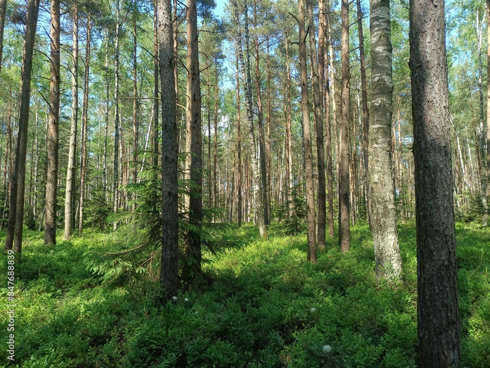 Rekyva forest during sunny summer day. Pine and birch tree woodland. Blueberry bushes are growing in woods. Sunny day with white and gray clouds in sky. Summer season. Nature. Rekyvos miskas. Rekyva forest during sunny summer day. Pine and birch tree woodland. Blueberry bushes are growing in woods. Sunny day with white and gray clouds in sky. Summer season. Nature. Rekyvos miskas.