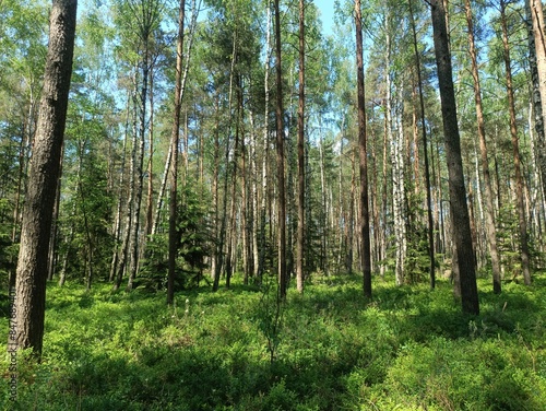 Rekyva forest during sunny summer day. Pine and birch tree woodland. Blueberry bushes are growing in woods. Sunny day with white and gray clouds in sky. Summer season. Nature. Rekyvos miskas.