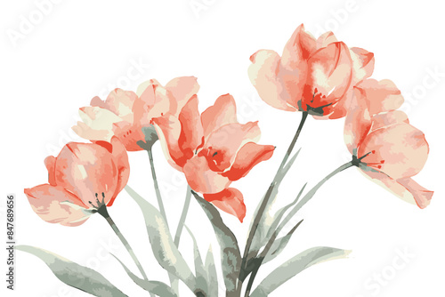 watercolor pastel coral tulips, spring flowers bunch isolated on white background, clipart