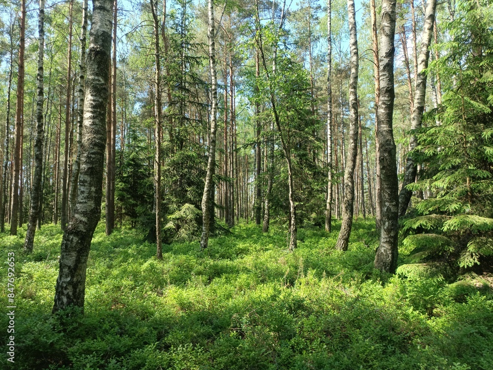 Rekyva forest during sunny summer day. Pine and birch tree woodland. Blueberry bushes are growing in woods. Sunny day with white and gray clouds in sky. Summer season. Nature. Rekyvos miskas. Rekyva forest during sunny summer day. Pine and birch tree woodland. Blueberry bushes are growing in woods. Sunny day with white and gray clouds in sky. Summer season. Nature. Rekyvos miskas.