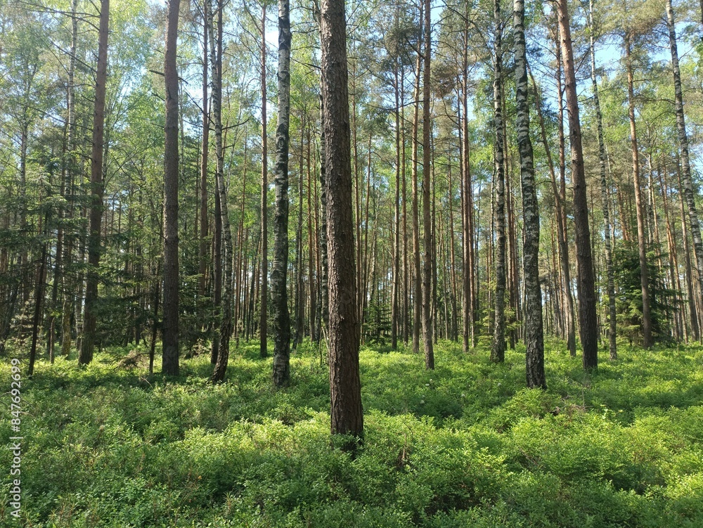 Rekyva forest during sunny summer day. Pine and birch tree woodland. Blueberry bushes are growing in woods. Sunny day with white and gray clouds in sky. Summer season. Nature. Rekyvos miskas. Rekyva forest during sunny summer day. Pine and birch tree woodland. Blueberry bushes are growing in woods. Sunny day with white and gray clouds in sky. Summer season. Nature. Rekyvos miskas.