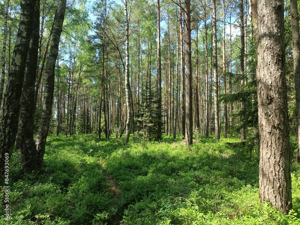 Rekyva forest during sunny summer day. Pine and birch tree woodland. Blueberry bushes are growing in woods. Sunny day with white and gray clouds in sky. Summer season. Nature. Rekyvos miskas. Rekyva forest during sunny summer day. Pine and birch tree woodland. Blueberry bushes are growing in woods. Sunny day with white and gray clouds in sky. Summer season. Nature. Rekyvos miskas.
