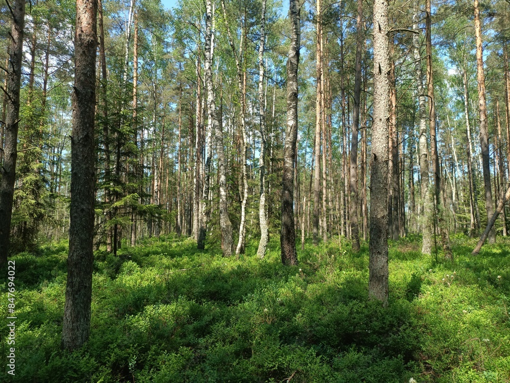 Rekyva forest during sunny summer day. Pine and birch tree woodland. Blueberry bushes are growing in woods. Sunny day with white and gray clouds in sky. Summer season. Nature. Rekyvos miskas. Rekyva forest during sunny summer day. Pine and birch tree woodland. Blueberry bushes are growing in woods. Sunny day with white and gray clouds in sky. Summer season. Nature. Rekyvos miskas.