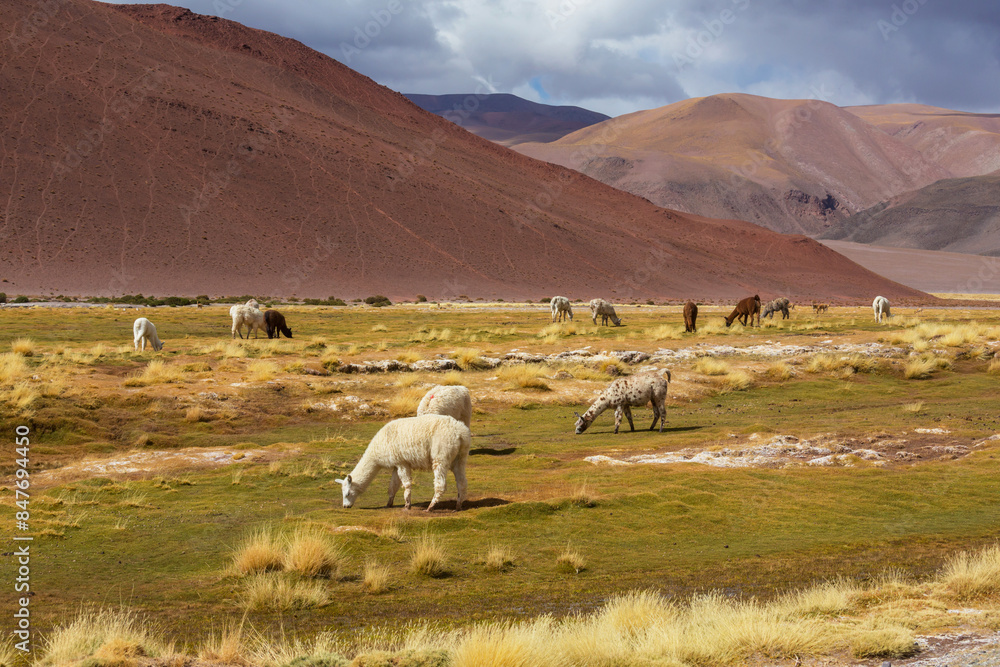 Naklejka premium Llama