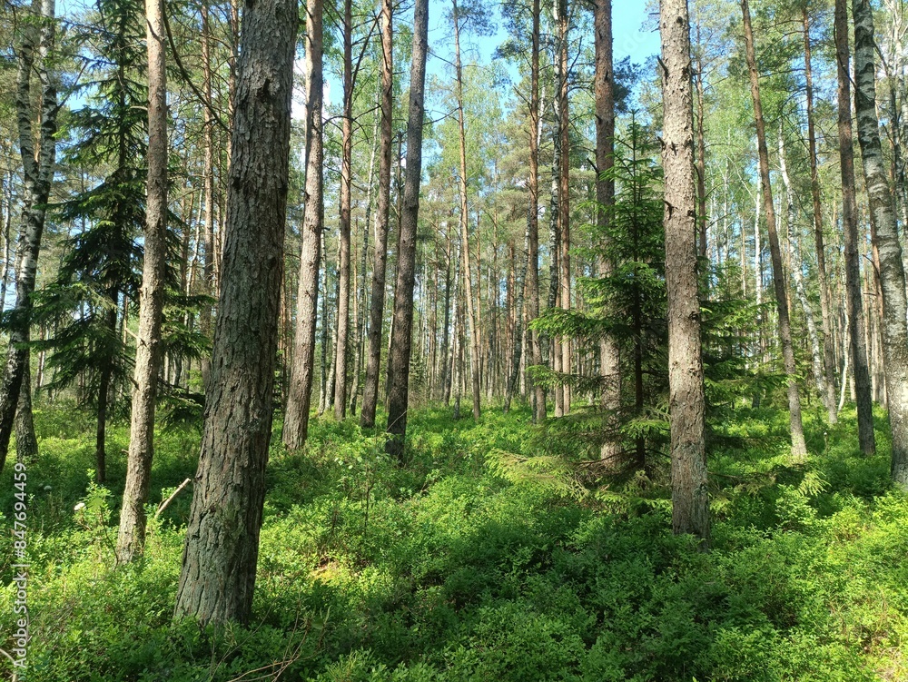 Rekyva forest during sunny summer day. Pine and birch tree woodland. Blueberry bushes are growing in woods. Sunny day with white and gray clouds in sky. Summer season. Nature. Rekyvos miskas. Rekyva forest during sunny summer day. Pine and birch tree woodland. Blueberry bushes are growing in woods. Sunny day with white and gray clouds in sky. Summer season. Nature. Rekyvos miskas.