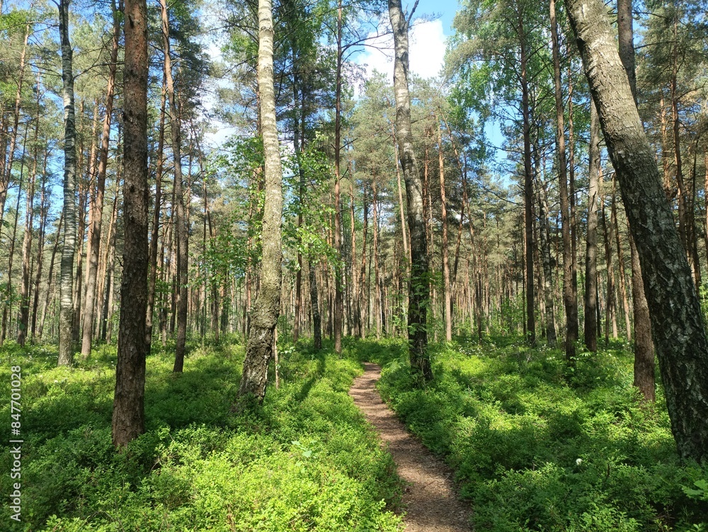 Rekyva forest and lake during sunny summer day. Pine and birch tree woodland. Wavy lake. Bushes and small trees are growing in woods. Sunny day with white clouds in sky. Nature. Rekyvos miskas. Rekyva forest and lake during sunny summer day. Pine and birch tree woodland. Wavy lake. Bushes and small trees are growing in woods. Sunny day with white clouds in sky. Nature. Rekyvos miskas.