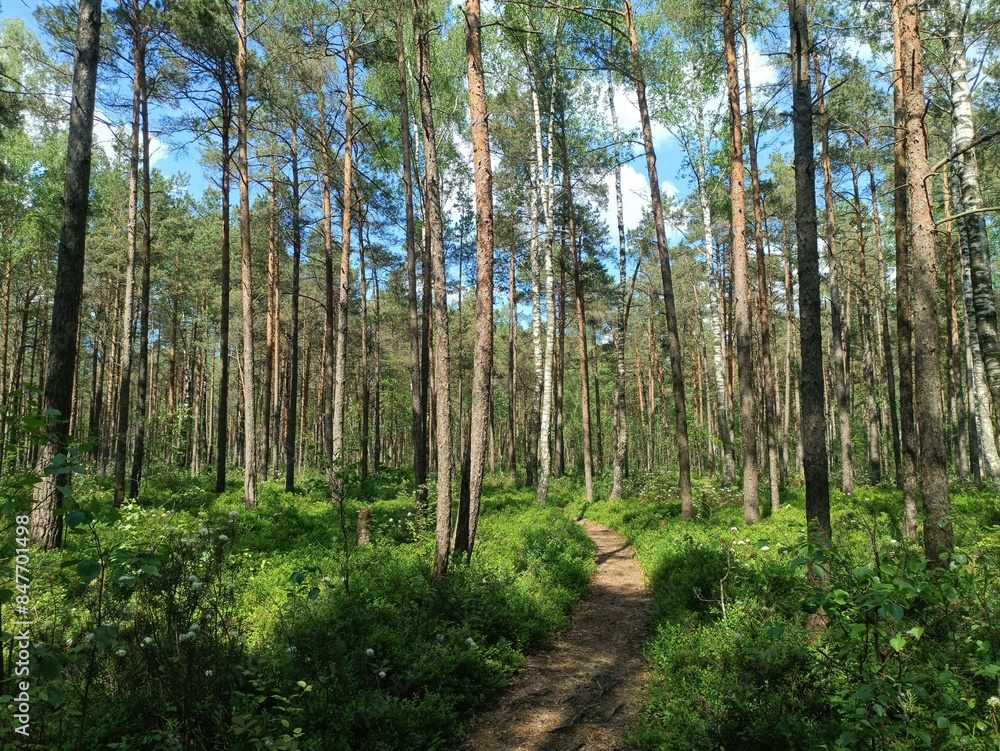 Rekyva forest and lake during sunny summer day. Pine and birch tree woodland. Wavy lake. Bushes and small trees are growing in woods. Sunny day with white clouds in sky. Nature. Rekyvos miskas. Rekyva forest and lake during sunny summer day. Pine and birch tree woodland. Wavy lake. Bushes and small trees are growing in woods. Sunny day with white clouds in sky. Nature. Rekyvos miskas.