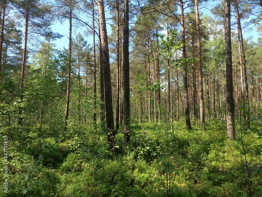 Rekyva forest and lake during sunny summer day. Pine and birch tree woodland. Wavy lake. Bushes and small trees are growing in woods. Sunny day with white clouds in sky. Nature. Rekyvos miskas. Rekyva forest and lake during sunny summer day. Pine and birch tree woodland. Wavy lake. Bushes and small trees are growing in woods. Sunny day with white clouds in sky. Nature. Rekyvos miskas.