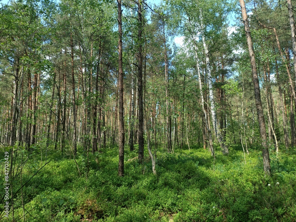 Rekyva forest and lake during sunny summer day. Pine and birch tree woodland. Wavy lake. Bushes and small trees are growing in woods. Sunny day with white clouds in sky. Nature. Rekyvos miskas. Rekyva forest and lake during sunny summer day. Pine and birch tree woodland. Wavy lake. Bushes and small trees are growing in woods. Sunny day with white clouds in sky. Nature. Rekyvos miskas.