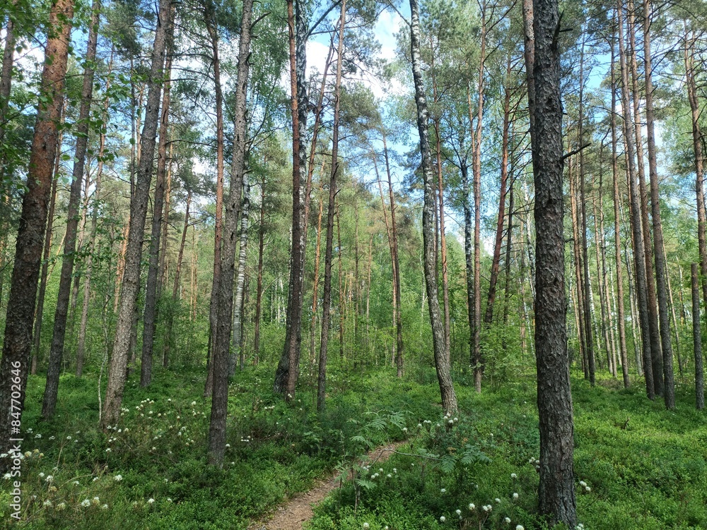 Rekyva forest and lake during sunny summer day. Pine and birch tree woodland. Wavy lake. Bushes and small trees are growing in woods. Sunny day with white clouds in sky. Nature. Rekyvos miskas. Rekyva forest and lake during sunny summer day. Pine and birch tree woodland. Wavy lake. Bushes and small trees are growing in woods. Sunny day with white clouds in sky. Nature. Rekyvos miskas.
