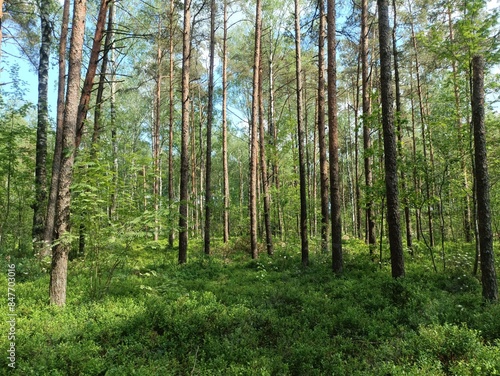 Rekyva forest and lake during sunny summer day. Pine and birch tree woodland. Wavy lake. Bushes and small trees are growing in woods. Sunny day with white clouds in sky. Nature. Rekyvos miskas.