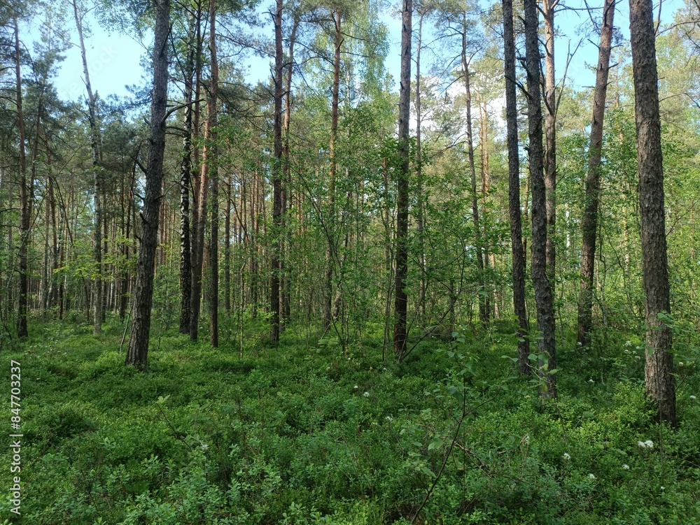 Rekyva forest during sunny summer day. Pine and birch tree woodland. Blueberry bushes are growing in woods. Sunny day with white and gray clouds in sky. Summer season. Nature. Rekyvos miskas. Rekyva forest during sunny summer day. Pine and birch tree woodland. Blueberry bushes are growing in woods. Sunny day with white and gray clouds in sky. Summer season. Nature. Rekyvos miskas.