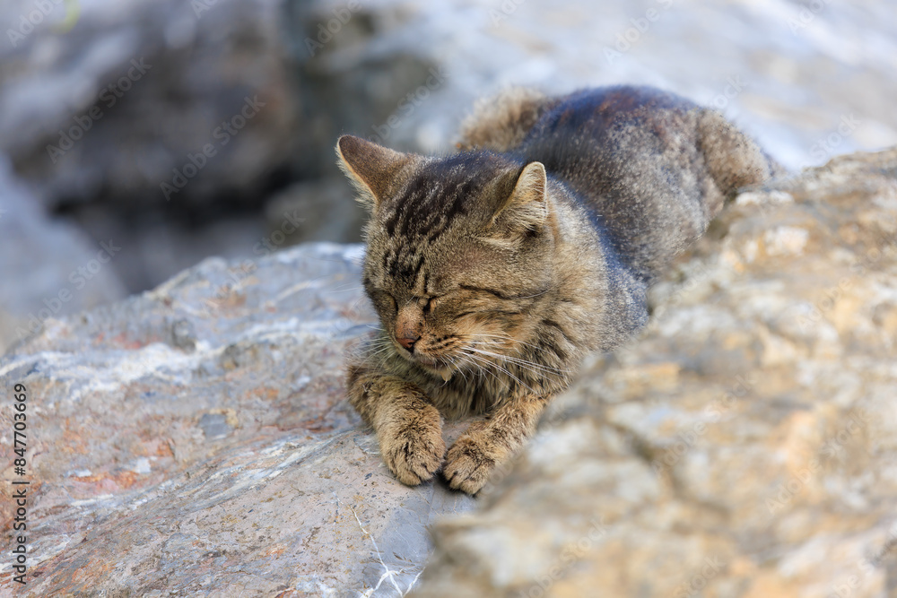 Cats and kittens on the streets of Istanbul