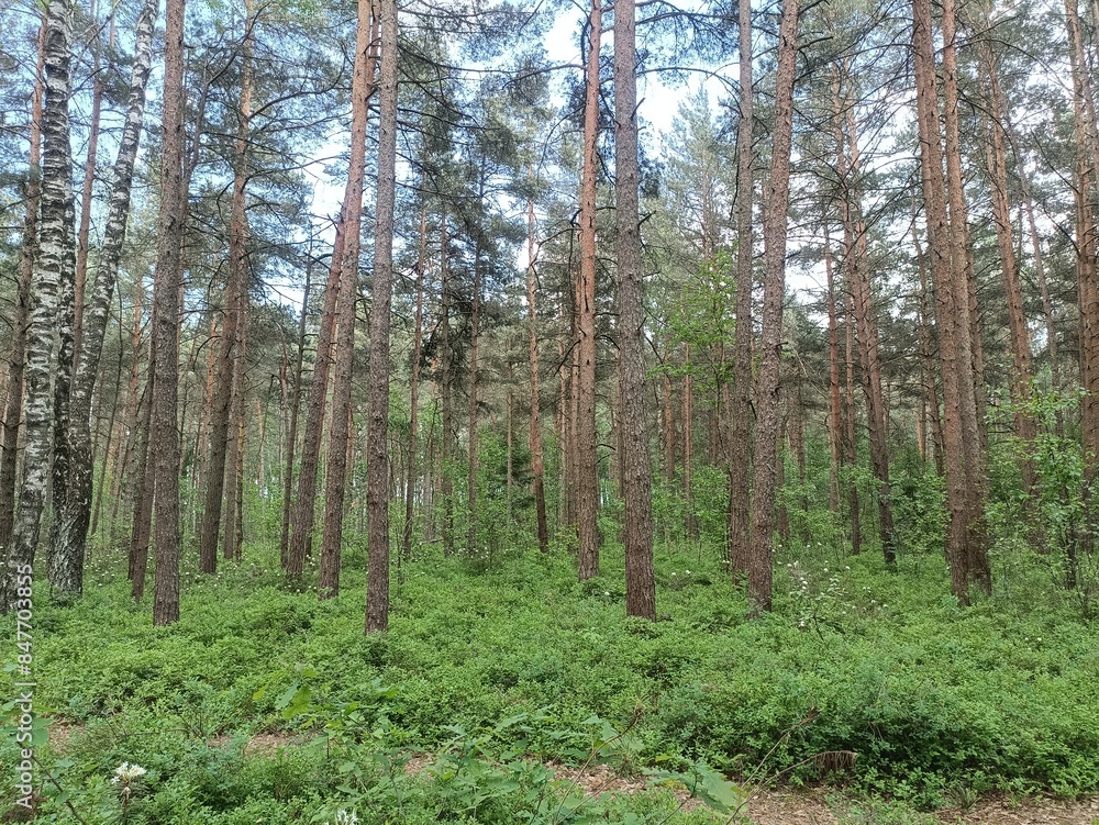 Rekyva forest during sunny summer day. Pine and birch tree woodland. Blueberry bushes are growing in woods. Sunny day with white and gray clouds in sky. Summer season. Nature. Rekyvos miskas. Rekyva forest during sunny summer day. Pine and birch tree woodland. Blueberry bushes are growing in woods. Sunny day with white and gray clouds in sky. Summer season. Nature. Rekyvos miskas.