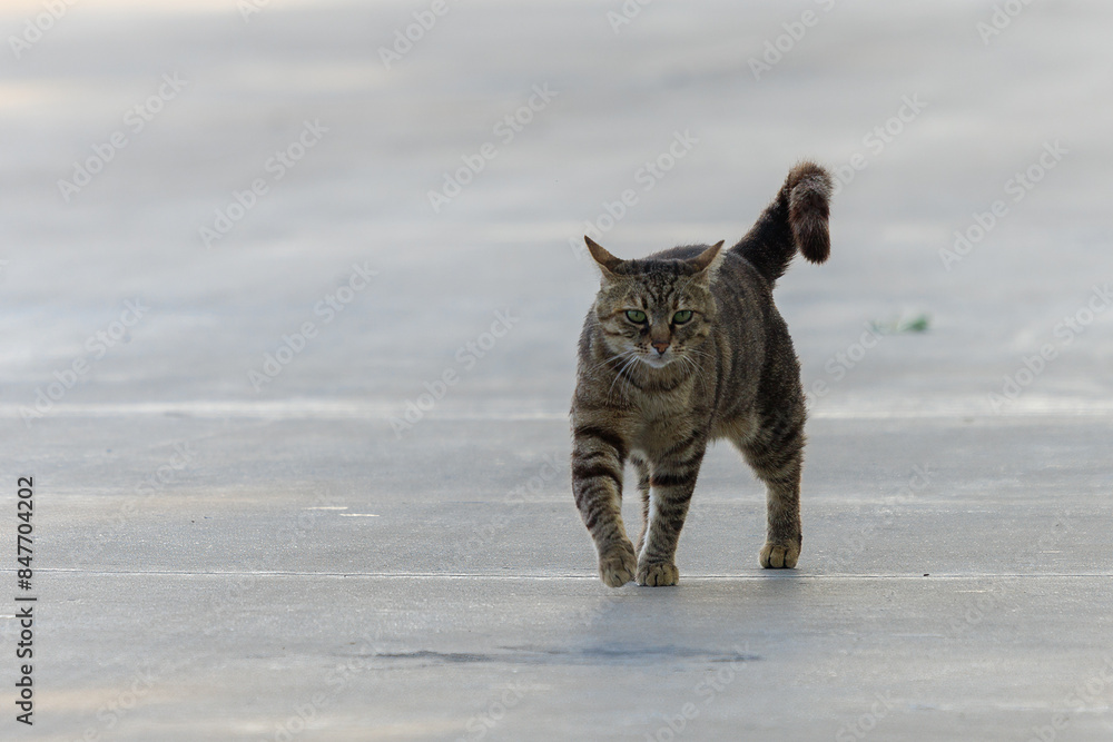 Obraz premium Cats and kittens on the streets of Istanbul