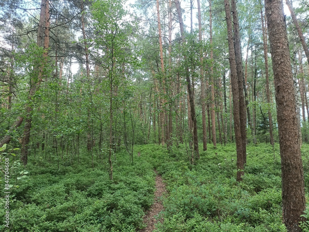 Rekyva forest during sunny summer day. Pine and birch tree woodland. Blueberry bushes are growing in woods. Sunny day with white and gray clouds in sky. Summer season. Nature. Rekyvos miskas. Rekyva forest during sunny summer day. Pine and birch tree woodland. Blueberry bushes are growing in woods. Sunny day with white and gray clouds in sky. Summer season. Nature. Rekyvos miskas.