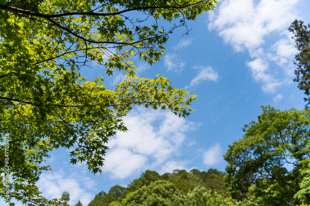 Fototapeta premium 緑の中の青空