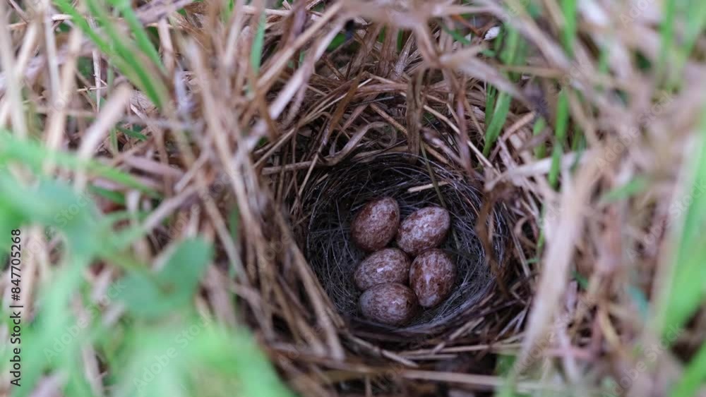 A forest bird made a nest in the grass and laid eggs. A forest bird made a nest in the grass and laid eggs.