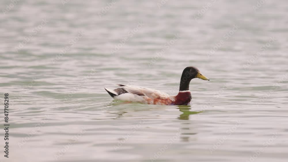 Mallard duck glides smoothly on calm water - slow motion 4K clip Mallard duck glides smoothly on calm water - slow motion 4K clip