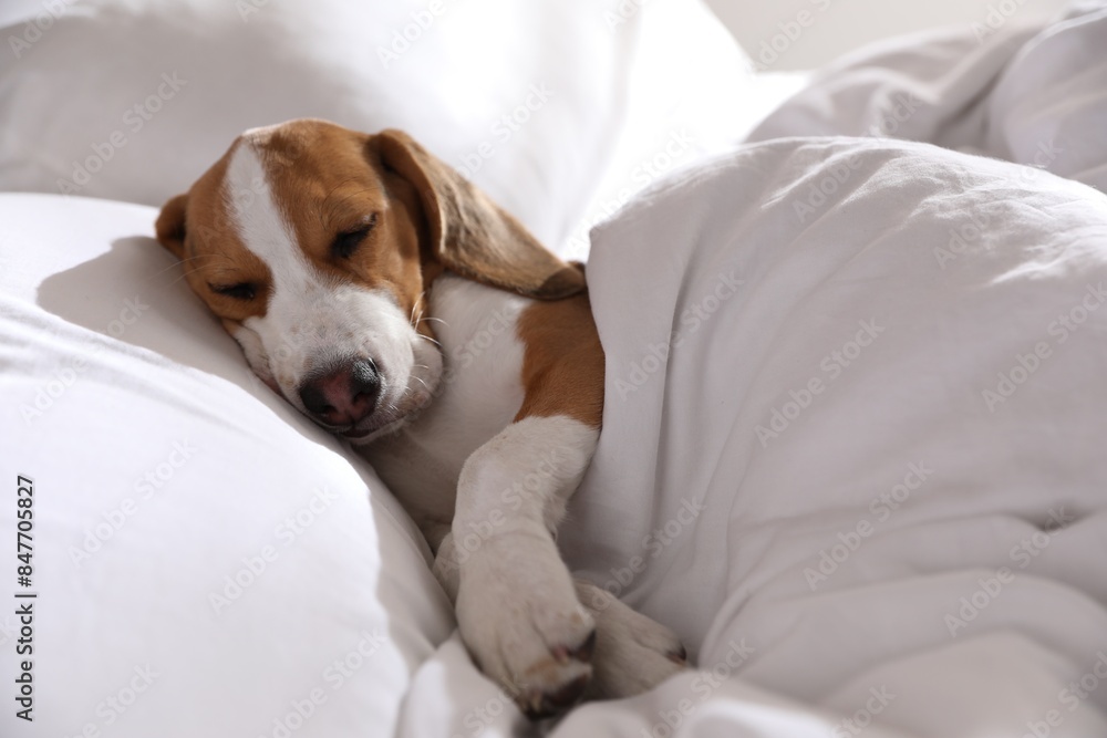 Cute Beagle puppy sleeping in bed. Adorable pet