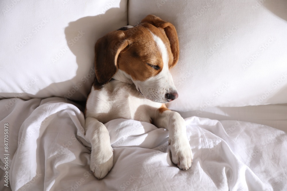 Cute Beagle puppy sleeping in bed, top view. Adorable pet Cute Beagle puppy sleeping in bed, top view. Adorable pet