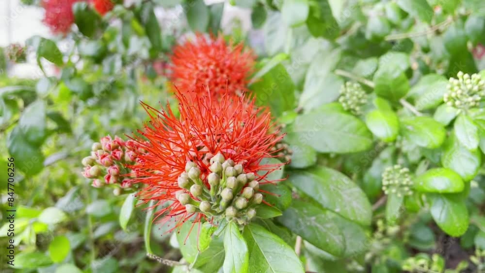 combretum or Combretaceae, Bush willow, Red flowers, flower video, combretum, Combretaceae, Bush willow, natural video. combretum or Combretaceae, Bush willow, Red flowers, flower video, combretum, Combretaceae, Bush willow, natural video.