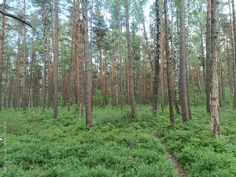Rekyva forest during sunny summer day. Pine and birch tree woodland. Blueberry bushes are growing in woods. Sunny day with white and gray clouds in sky. Summer season. Nature. Rekyvos miskas. Rekyva forest during sunny summer day. Pine and birch tree woodland. Blueberry bushes are growing in woods. Sunny day with white and gray clouds in sky. Summer season. Nature. Rekyvos miskas.