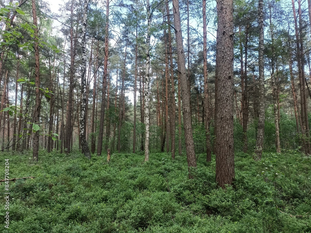 Rekyva forest during sunny summer day. Pine and birch tree woodland. Blueberry bushes are growing in woods. Sunny day with white and gray clouds in sky. Summer season. Nature. Rekyvos miskas. Rekyva forest during sunny summer day. Pine and birch tree woodland. Blueberry bushes are growing in woods. Sunny day with white and gray clouds in sky. Summer season. Nature. Rekyvos miskas.