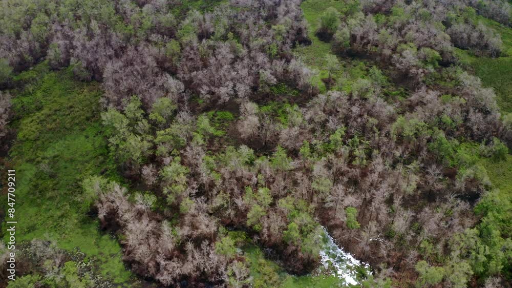 Aerial: Amazon wetland wildlife ecosystem in jungle with brown gray trees Aerial: Amazon wetland wildlife ecosystem in jungle with brown gray trees