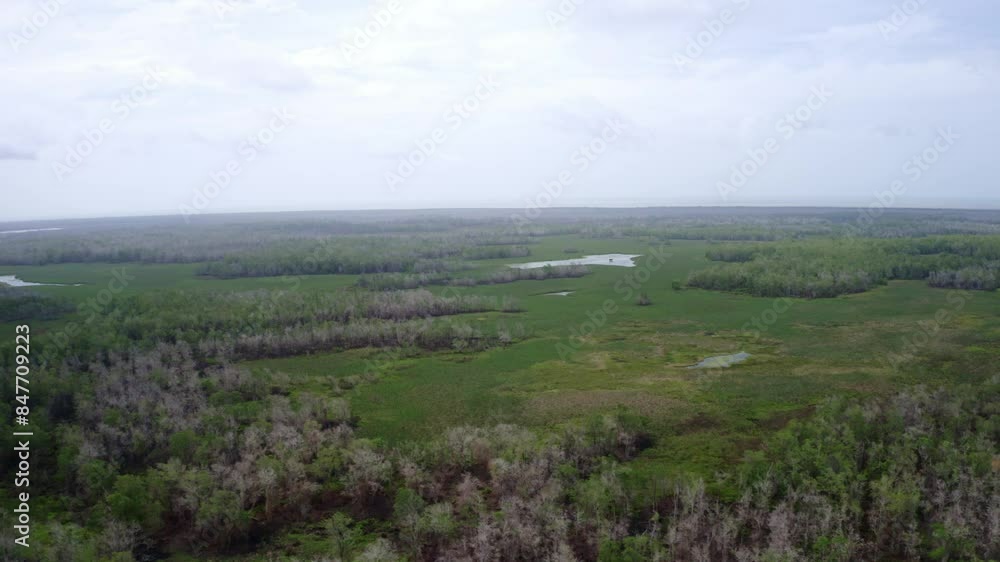 Aerial: Amazon wetland wildlife ecosystem, rising drone shot over jungle Aerial: Amazon wetland wildlife ecosystem, rising drone shot over jungle