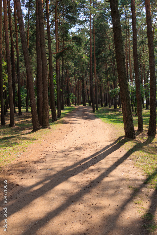 Fototapeta premium Road path in a park or forest. Beautiful sunny landscape