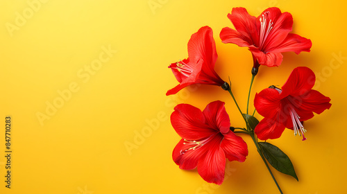 Card red beautiful flowers real photo on yellow background
