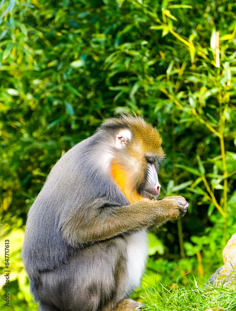 Fototapeta premium Portrait of a mandrill. Mandrillus sphinx. Primate species from the tropical rainforest. 