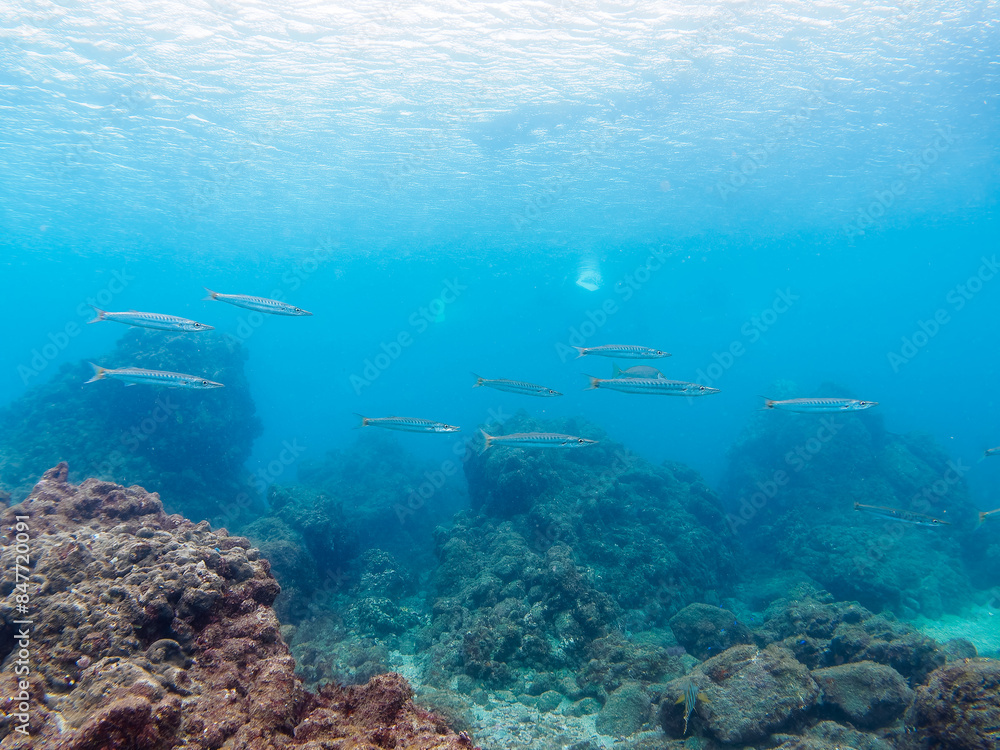 Fototapeta premium OLYMPUS DIGITAL CAMERA