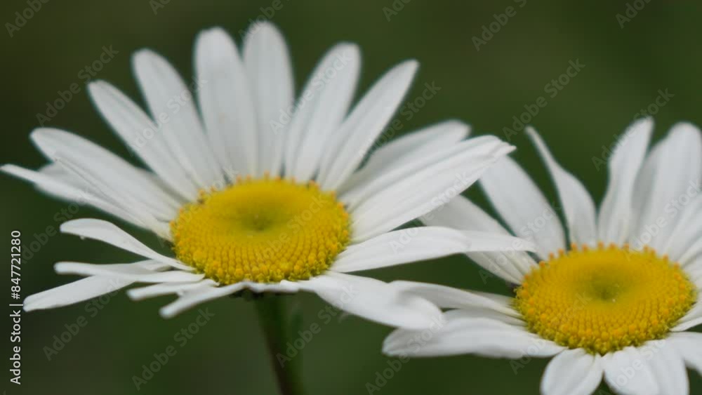 Chamomile. White daisy flowers in a summer field at sunset. Silhouette of blooming Chamomile flowers. Close up slow motion. Nature, flowers, spring, biology, fauna concept Chamomile. White daisy flowers in a summer field at sunset. Silhouette of blooming Chamomile flowers. Close up slow motion. Nature, flowers, spring, biology, fauna concept