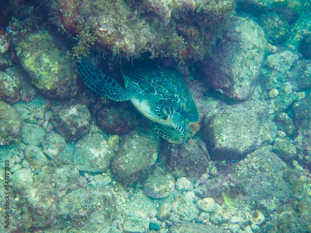 ゆったり泳ぐ美しく大きなアオウミガメ(ウミガメ科)。
日本国静岡県伊豆半島賀茂郡南伊豆町中木から渡し船で渡るヒリゾ浜にて。
2022年10月水中撮影。
The Beautiful and large green sea turtle (Chelonia mydas, family Turtles) swims leisurely.
ゆったり泳ぐ美しく大きなアオウミガメ(ウミガメ科)。
日本国静岡県伊豆半島賀茂郡南伊豆町中木から渡し船で渡るヒリゾ浜にて。
2022年10月水中撮影。
The Beautiful and large green sea turtle (Chelonia mydas, family Turtles) swims leisurely.